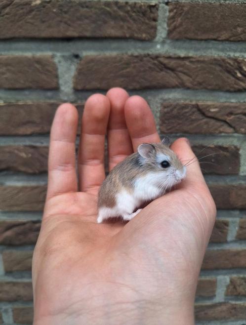 Jonge oborovski dwerghamsters beschikbaar, Dieren en Toebehoren, Knaagdieren, Hamster, Juni