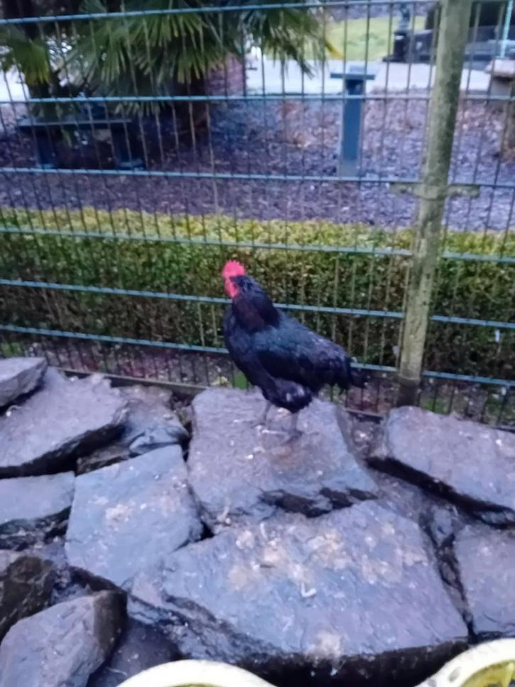Jongen haan van 2025 marans komen uit broedmachine, Dieren en Toebehoren, Pluimvee