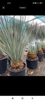 Dasilyrion wheelerii palm, Jardin & Terrasse, Plantes | Arbres, Enlèvement, Palmier