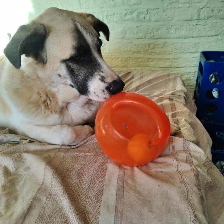 Hondenspeeltjes, Animaux & Accessoires, Jouets pour chiens, Comme neuf, Jouets à mâcher, Enlèvement ou Envoi