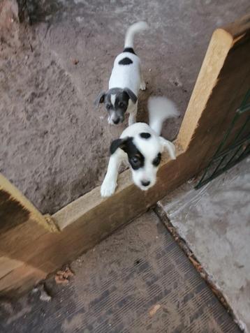 jack russel pups beschikbaar voor biedingen