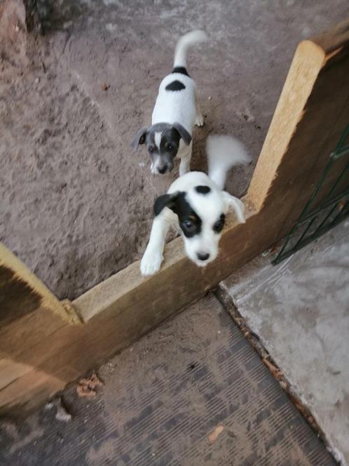 jack russel pups, Dieren en Toebehoren, Honden | Jack Russells en Terriërs, Teef, Jack Russell Terriër, Particulier, Meerdere