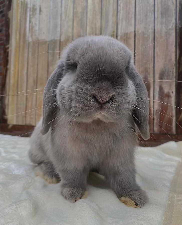 Minilop ram, Dieren en Toebehoren, Konijnen