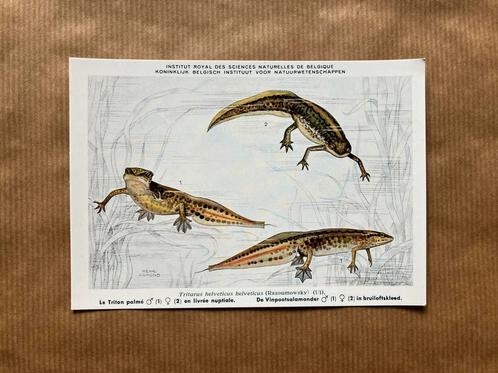Kikvorsachtigen & Reptielen v België Nr. 5 Vinpootsalamander, Verzamelen, Postkaarten | Dieren, Ophalen of Verzenden
