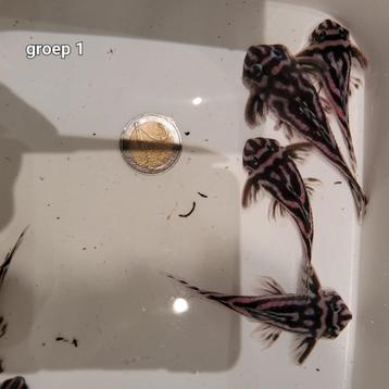 Groep Hypancistrus Zebra L46 beschikbaar voor biedingen