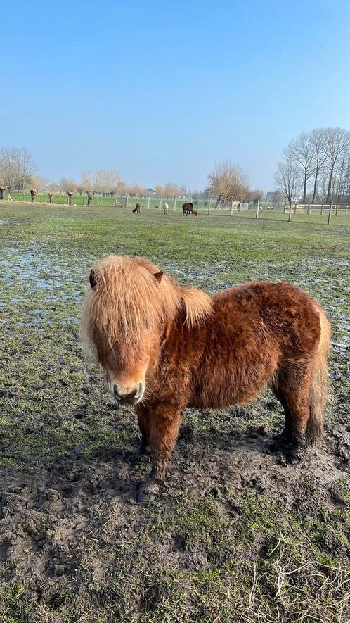 Mooie bruine mini-shetlander LAGE PRIJS WANT MOET SNEL WEG, Dieren en Toebehoren, Pony's