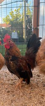 Serama haantje, Dieren en Toebehoren, Pluimvee, Mannelijk, Kip