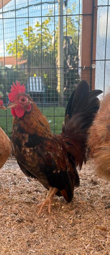 Serama haantje beschikbaar voor biedingen