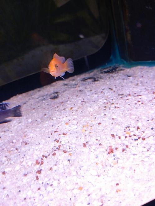 Cichlidès Malawi mâles & femelles seuls, Dieren en Toebehoren, Vissen | Aquariumvissen