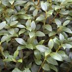 osmanthus burkwoodii, Ophalen, Overige soorten, Struik
