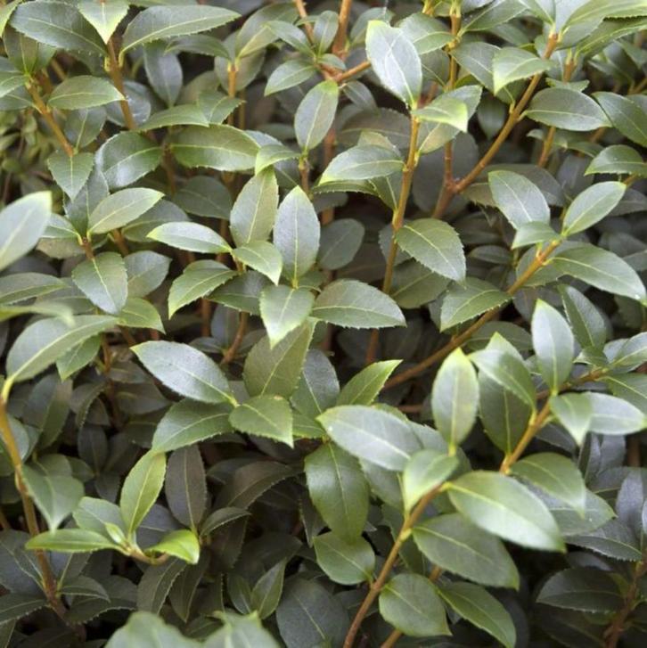 osmanthus burkwoodii, Tuin en Terras, Planten | Struiken en Hagen, Struik, Overige soorten, Ophalen