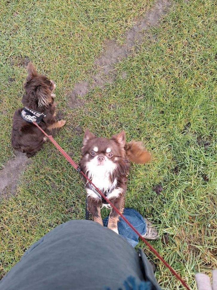 Chihuahua dekreu , beschikbaar voor dekking., Animaux & Accessoires, Chiens | Chihuahuas & Chiens de compagnie, Chien (mâle), Chihuahua