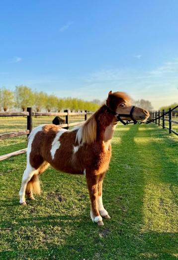 Amerikaans miniatuurpaard merrie, Dieren en Toebehoren, Pony's, Merrie, Gechipt, 0 tot 2 jaar