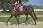 Brave makkelijke merrie, Dieren en Toebehoren, Paarden, Merrie, B, 7 tot 10 jaar, Recreatiepaard