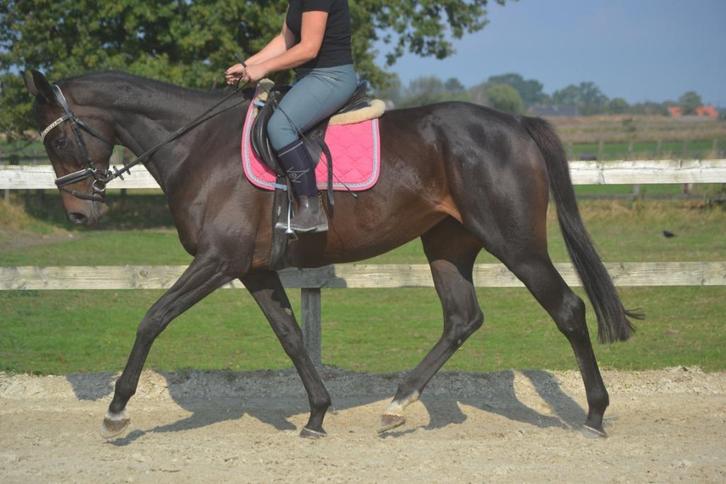 Brave makkelijke merrie, Dieren en Toebehoren, Paarden, Merrie, B, 165 tot 170 cm, 7 tot 10 jaar, Recreatiepaard