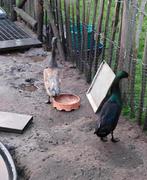 Indische loopeenden woerd, Dieren en Toebehoren, Pluimvee