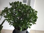 Vetplant, Huis en Inrichting, Kamerplanten, Ophalen, Vetplant, Halfschaduw, In pot