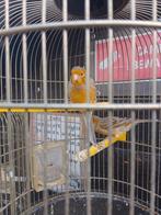 TRÈS BEAUX CANARIS DE COULEUR SIFFLANTE, avec ou sans cage, Plusieurs animaux, Canari chanteur