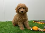 Poedel pups middelgroot, Dieren en Toebehoren, Poedel, België, 8 tot 15 weken, CDV (hondenziekte)
