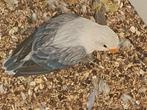 Dwergpapegaai, Dieren en Toebehoren, Vogels | Parkieten en Papegaaien, Mannelijk, Dwergpapegaai of Agapornis, Geringd