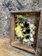 Barberie met 8 kuikens, Dieren en Toebehoren, Pluimvee, Eend