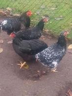 Jonge wyandotte groothoenders, Dieren en Toebehoren, Meerdere dieren, Kip