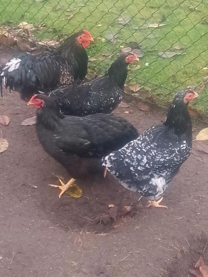 Jonge wyandotte groothoenders, Dieren en Toebehoren, Pluimvee, Kip, Meerdere dieren