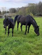 Zwarte arabische volbloed, Dieren en Toebehoren, Paarden, Merrie, Gechipt, 7 tot 10 jaar