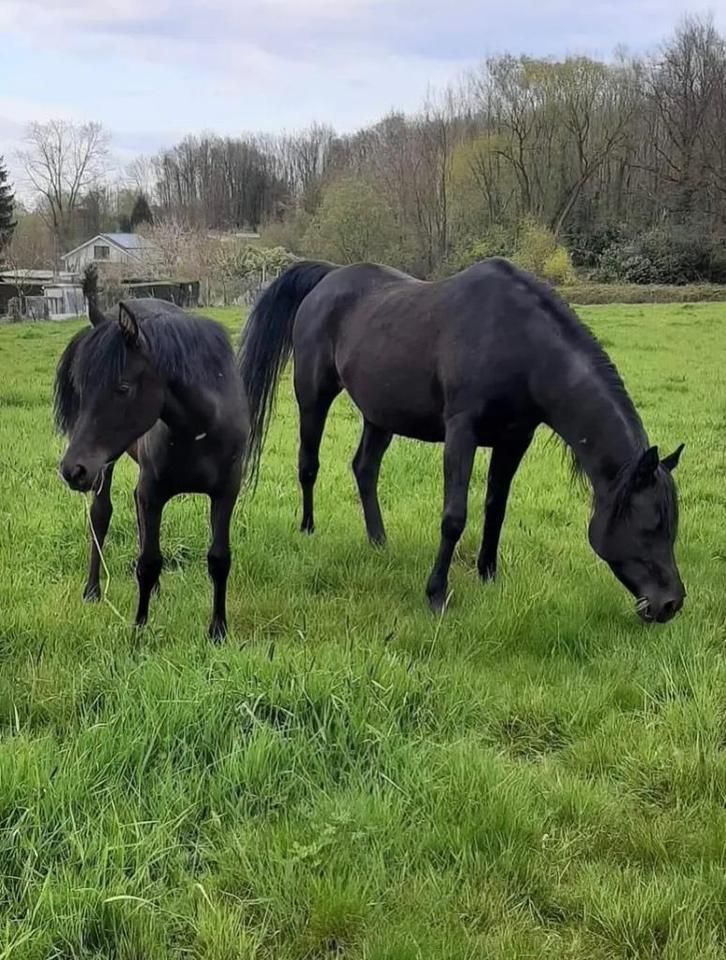 Zwarte arabische volbloed, Dieren en Toebehoren, Paarden, Merrie, 7 tot 10 jaar, Met stamboom, Gechipt, Ontwormd, Ingeënt