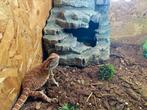 Dwerg Baardagaam, Hagedis, Met terrarium, 0 tot 2 jaar