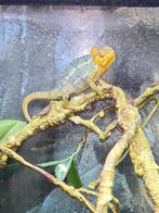 Trioceros hoehnelli ( Hoehnel's kameleon ), Amphibien