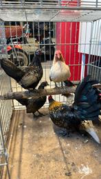 Sebright, Meerdere dieren, Kip