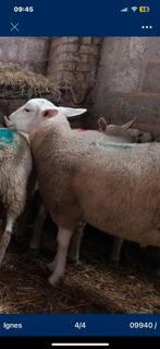Beaux agneaux BOKKEN en EOIEN, LA DERNIÈRE CLOCHE ALLUSÉE, Mouton, Plusieurs animaux, 0 à 2 ans