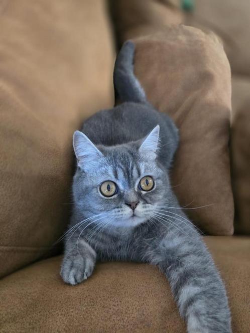 Britse korthaar, Dieren en Toebehoren, Katten en Kittens | Raskatten | Korthaar, Poes, 0 tot 2 jaar, Gechipt, Ontwormd, Ingeënt
