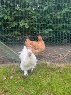 Gratis een jong haantje, Dieren en Toebehoren, Pluimvee, Mannelijk, Kip