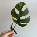 Monstera minima albo variegata stek, Huis en Inrichting, Ophalen