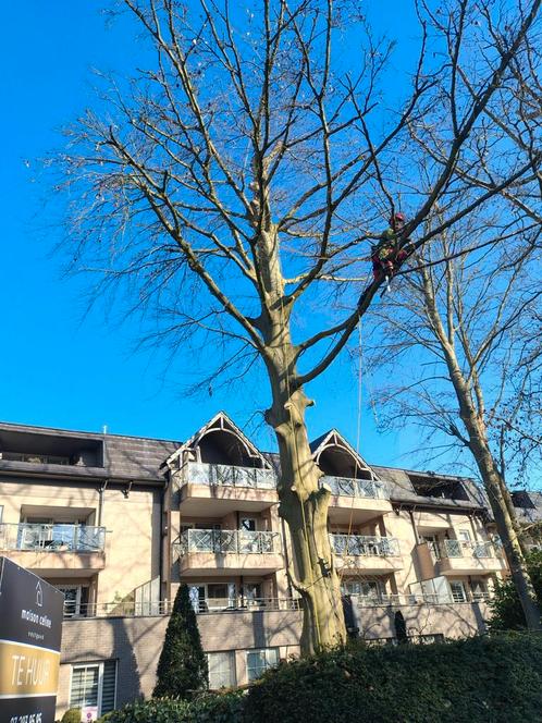 Boomverzorging, Diensten en Vakmensen, Tuinmannen en Stratenmakers