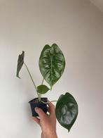 Alocasia golden bone, Ophalen