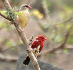 Tijgervinken, Dieren en Toebehoren, Vogels | Overige Vogels