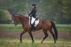 Prachtige 11 jarige merrie, Dieren en Toebehoren, Paarden, Merrie, Gechipt, Niet van toepassing, 160 tot 165 cm