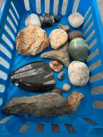 Lot fossielen, Verzamelen, Mineralen en Fossielen, Ophalen of Verzenden
