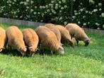 Jonge rammen en ooien,, Dieren en Toebehoren, Meerdere dieren, Schaap, 0 tot 2 jaar