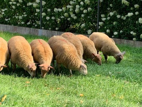 Jonge rammen en ooien,, Dieren en Toebehoren, Schapen, Geiten en Varkens, Schaap, Meerdere dieren, 0 tot 2 jaar