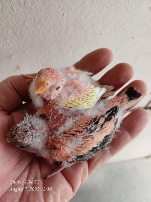 Roze en rubino bourkes om verder met spuit eten te geven, Dieren en Toebehoren, Vogels | Parkieten en Papegaaien, Parkiet, Tam
