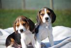 Beagle pups, Beagle, 15 weken tot 1 jaar, Buitenland, CDV (hondenziekte)