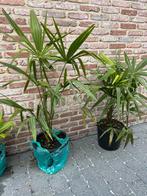 Trachycarpus fortunei, Tuin en Terras, Planten | Tuinplanten, Ophalen
