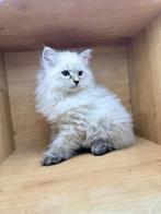 Neva masquerade ( Siberische kat) hypoallergenne, Kater, Gechipt, 0 tot 2 jaar