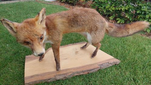 Animaux empaillés, Verzamelen, Dierenverzamelingen, Zo goed als nieuw, Opgezet dier, Wild dier, Ophalen