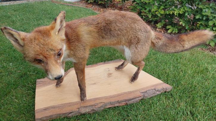 Animaux empaillés, Verzamelen, Dierenverzamelingen, Zo goed als nieuw, Opgezet dier, Wild dier, Ophalen