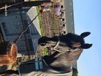 Fokmerrie, Dieren en Toebehoren, Paarden, Merrie, Niet van toepassing, Ontwormd, 11 jaar of ouder
